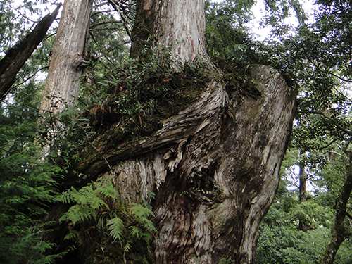 棲蘭山檜木